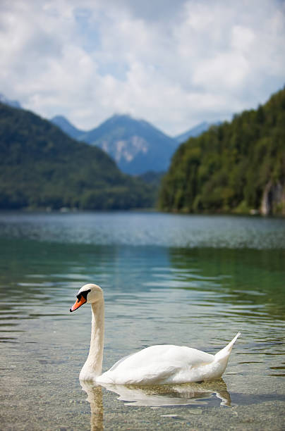istock Alps lake with swan 146805628