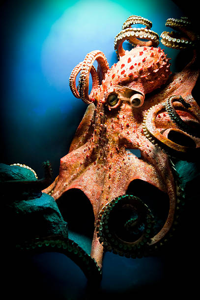 Scary Giant Octopus More Sea Life click on a thumbnail to see my lightbox: octopus giant octopus sea horror stock pictures, royalty-free photos & images