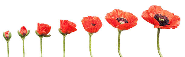 istock Time lapse view of red poppies flowering on white 146805696