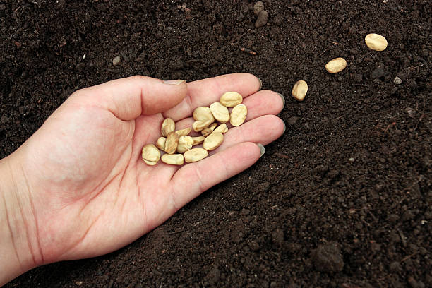 istock Planting of vegetable seeds in prepared soil 146805768