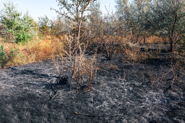 Free picture: Dry vegetation o ground and ash after fire