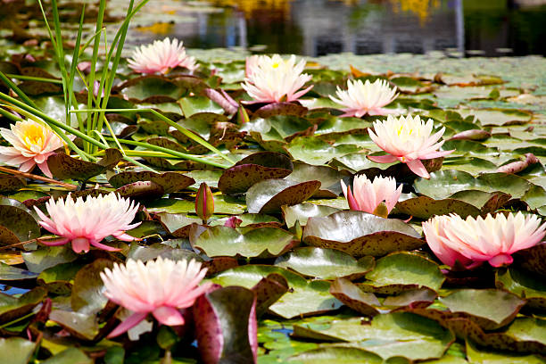 Vitórias-régias florescendo em lago - foto de acervo