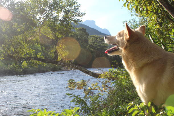 Dog in nature, on the banks of a river with reflections of the sun