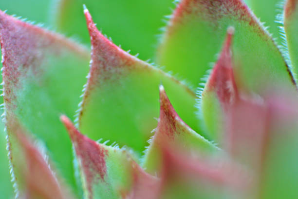 istock close up of a common houseleek 1468058590