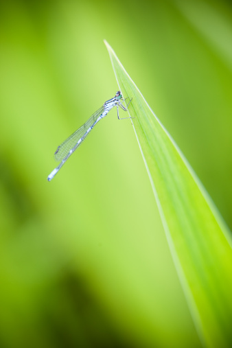 A lone Dragon Fly is purched on a blade of grass.
