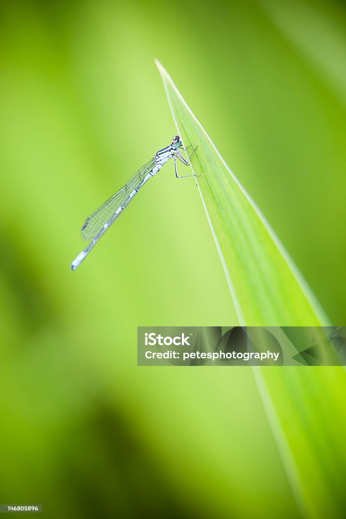 Enjoying the peace and quiet A lone Dragon Fly is purched on a blade of grass. Close-up Stock Photo