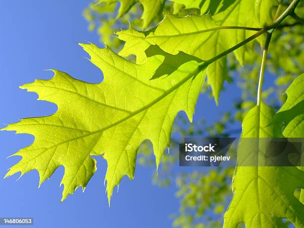 Foglie Di Quercia Quercus - Fotografie stock e altre immagini di Albero - Albero, Ambiente, Blu