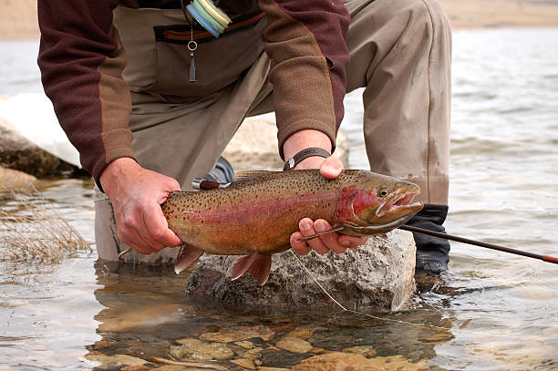 On the fly large rainbow trout stock photo