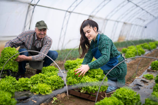 istock Farm workers harvesting fresh green lettuce from greenhouse. 1468060588