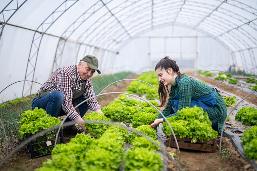 Senior farmer and young woman in a greenhouse harvesting fresh ,organic salads for family business.