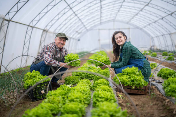 istock Farm workers harvesting fresh green lettuce from greenhouse. 1468060592