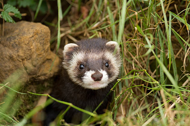 Polecat British Polecat, related to the domestic ferret. polecat stock pictures, royalty-free photos & images