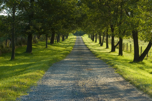 Tree lined country road.