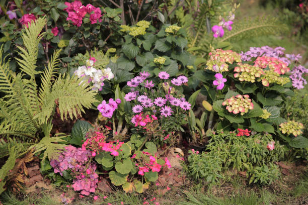 istock a nature concept, the flower at the garden 1468061192