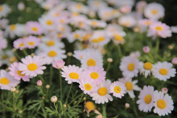 White daisy flowers on green leaves background