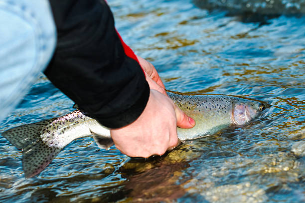 istock Trout Fishing 146806209