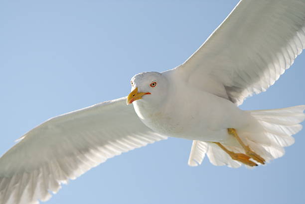 sea gull stock photo