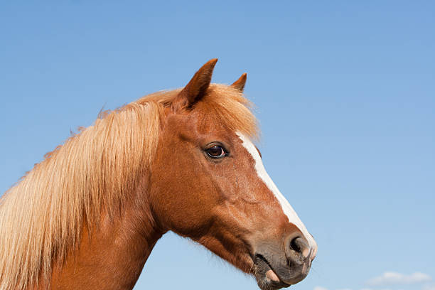 istock Beautiful chestnut pony, head shot against blue sky. 146806414
