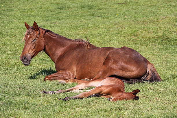 madre caballo con potro - foal mare horse newborn animal fotografías e imágenes de stock