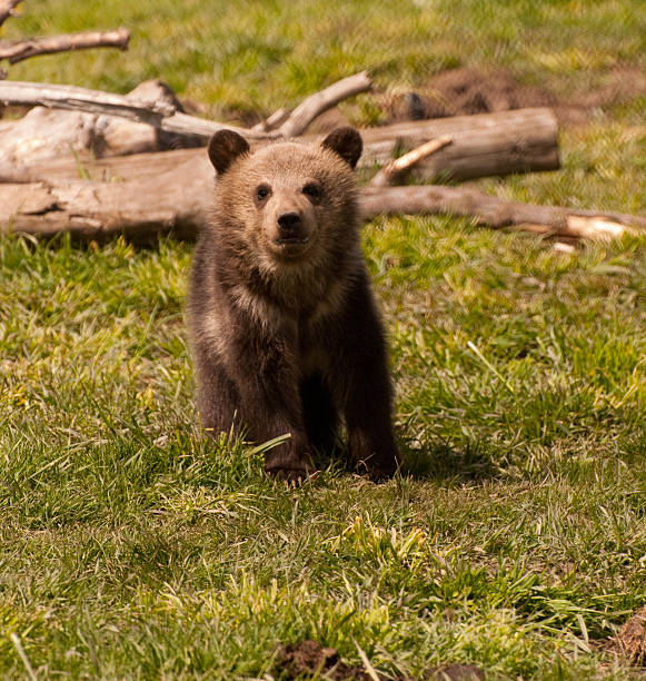 Grizzly Bear Cub (Ursus horribilus) stock photo