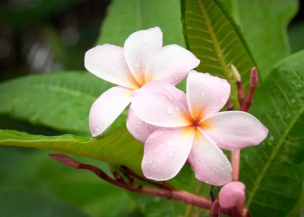 Two pale pink full blooms with yellow and red centers along with a bud. Focus on the blooms. Frangipani flowers are commonly used in Hawaiian leis.