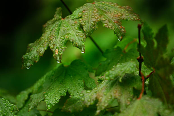 istock The crying of raindrops 146806626