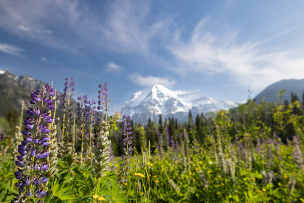 istock Mount Robson Mountain Summit in Summer, British Columbia, Canada 1468068905
