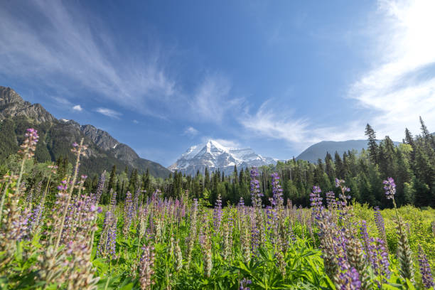 Mount Robson Mountain Summit in Summer, British Columbia, Canada. The Mount Robson is one of the highest summits in Canada and located in the Mount Robson Provincial Park, BC.