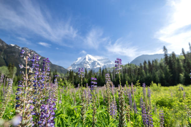 istock Mount Robson Mountain Summit in Summer, British Columbia, Canada 1468069021