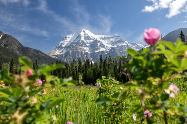 Mount Robson Mountain Summit in Summer, British Columbia, Canada. The Mount Robson is one of the highest summits in Canada and located in the Mount Robson Provincial Park, BC.