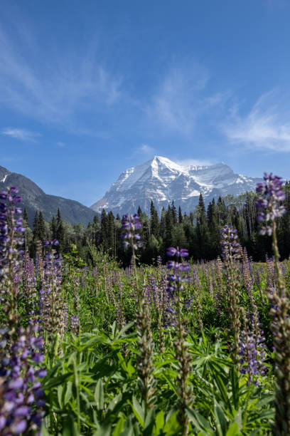 istock Mount Robson Mountain Summit in Summer, British Columbia, Canada 1468069086