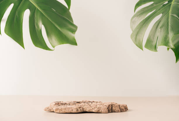 istock Background podium from the bark of a tree opposite the monstera leaf 1468069269