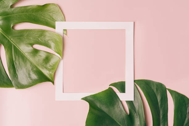 istock Empty square frame on pink background next to monstera leaves 1468069281