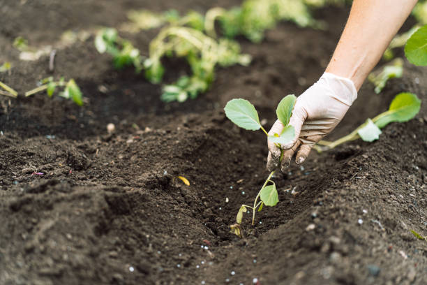 istock Woman planting young cabbage seedlings in a field 1468069369