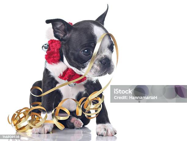 Foto de Ajudante Do Papai Noel e mais fotos de stock de Natal - Natal, Terrier Boston, Cão