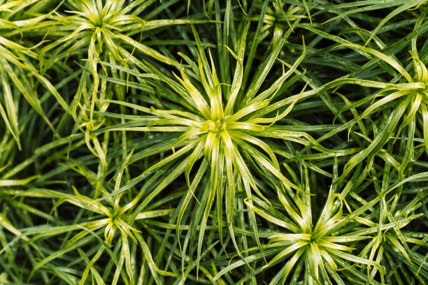 Bush blooming garden plant closeup.