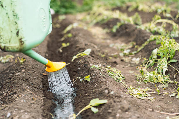 istock Woman watering young cabbage from a watering can 1468069393