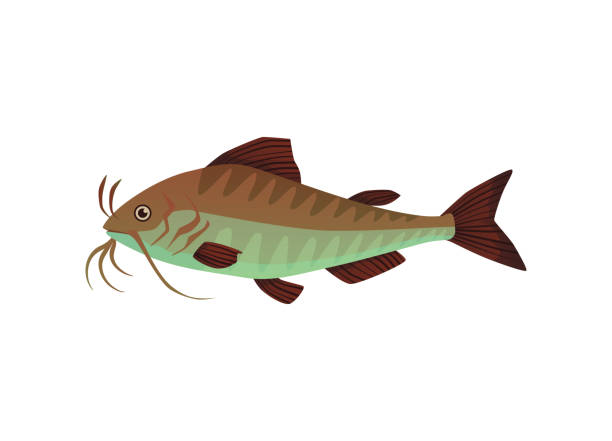 Catfish a freshwater or marine fish flat cartoon vector illustration isolated. Catfish a freshwater or marine fish flat cartoon vector illustration isolated on white background. Sea and river edible catfish or wolffish icon or symbol. bullhead fish stock illustrations