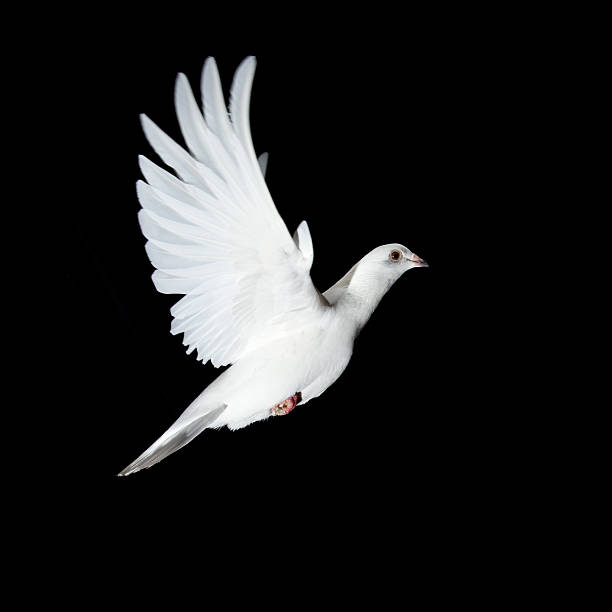 Biała Gołębica na lot z boku – zdjęcie