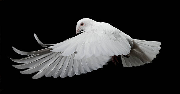 Cтоковое фото Белый голубь в полете из сбоку