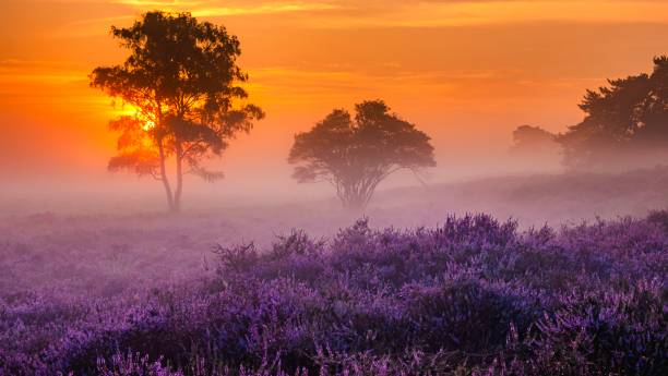 istock Blooming Heather fields, purple pink heather in bloom, blooming heater on Veluwe Zuiderheide park 1468070851