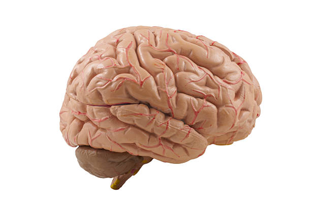 Model Brain Profile stock photo