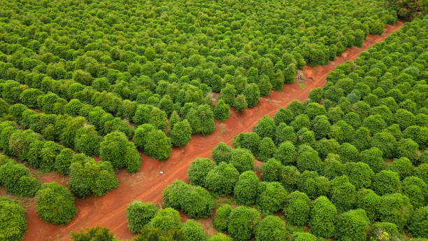 plantação de café com vista aérea no estado do paraná, brasil - summer photography organic outdoors - fotografias e filmes do acervo