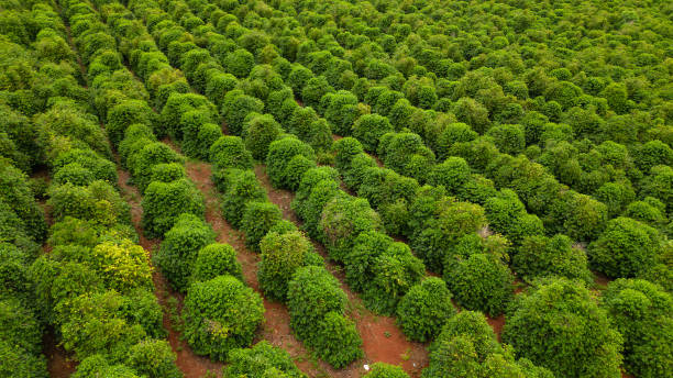 plantação de café com vista aérea no estado do paraná, brasil - summer photography organic outdoors - fotografias e filmes do acervo