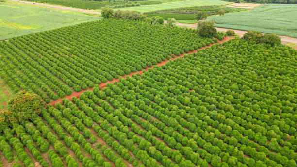 plantação de café com vista aérea no estado do paraná, brasil - summer photography organic outdoors - fotografias e filmes do acervo