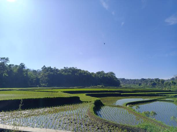 istock A Beautiful Image of a Rice Paddy at Dawn 1468073553