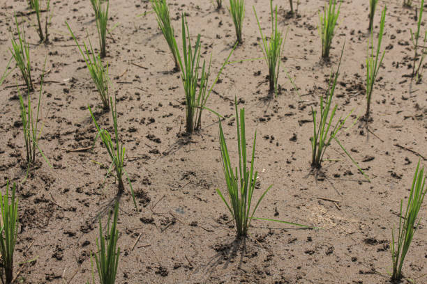 istock Fresh green paddy plants on the humid soil 1468074512