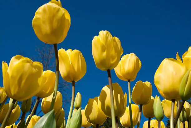 Yellow Tulips views