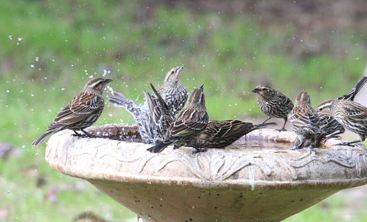 a group of female red-winged blackbirds in a bird bath