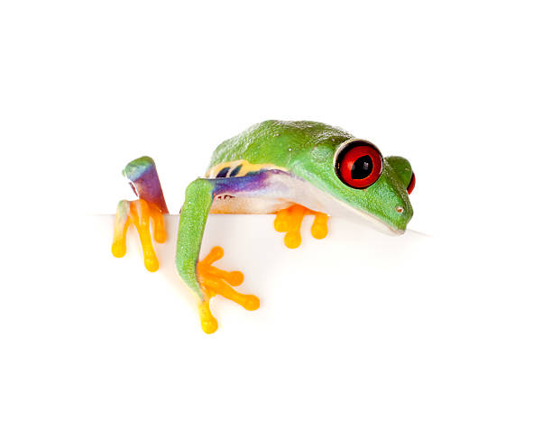 istock Red eyed frog on paper 146807848